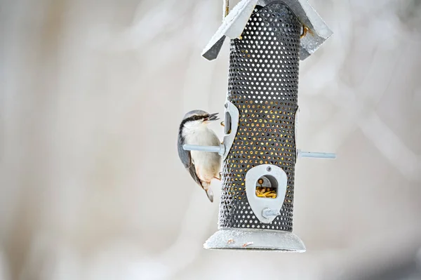 Kleiber sitzt auf Vogelfutterhäuschen und frisst Vogelsamen — Stockfoto