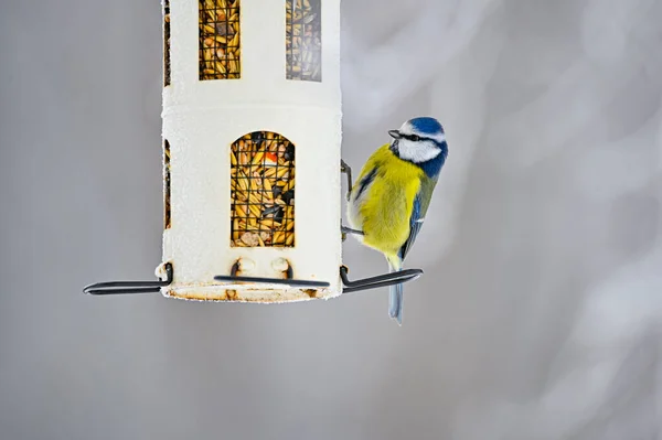 Kleurrijke bluetit het eten van zaden van een vogel feeder — Stockfoto