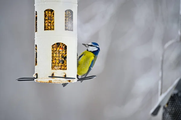 Kleurrijke bluetit het eten van zaden van een vogel feeder — Stockfoto