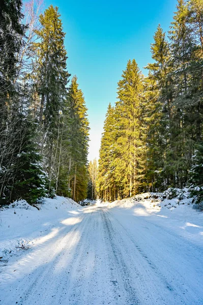 Karda lastik izleri Ormanda yol üzerinde