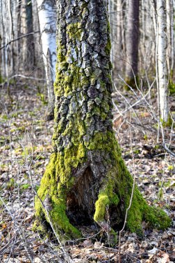Ağaçların gövdeleri yeşil yosun ve yosunla kaplıdır.