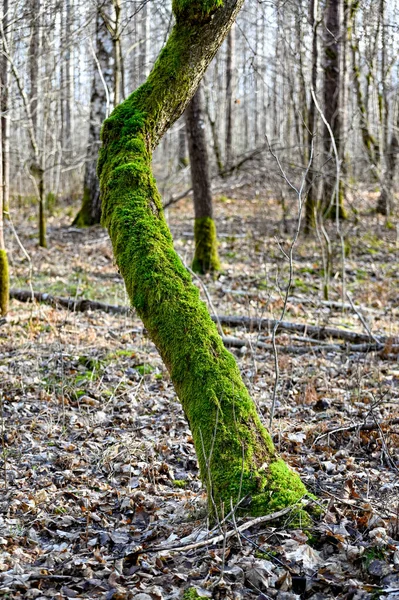 Ağaçların gövdeleri yeşil yosun ve yosunla kaplıdır.
