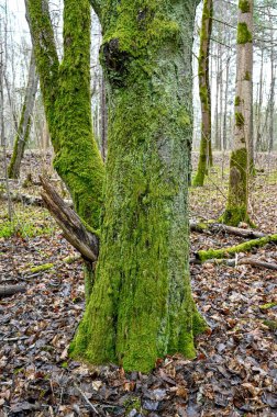 green moss growing on tree trunk in forest