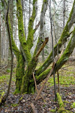 green moss growing on tree trunk in forest