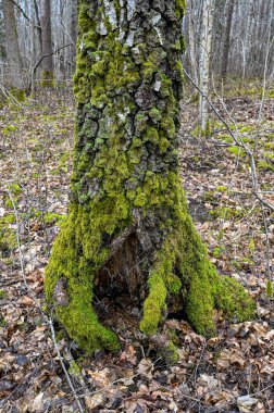 green moss growing on tree trunk in forest