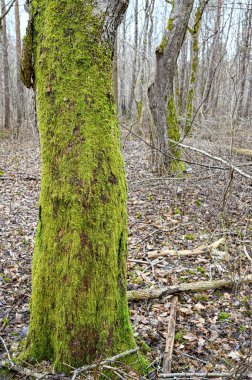 green moss growing on tree trunk in forest