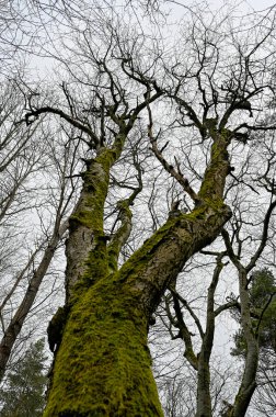 green moss growing on tree trunk in forest