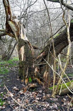 ölü ağaçlar ve yaşayan otlar ve yosunlar
