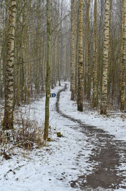 Karla kaplı huş ağaçları boyunca yol.
