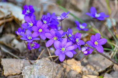 İsveç Kumla 'da mavi şakayık çiçek açtı