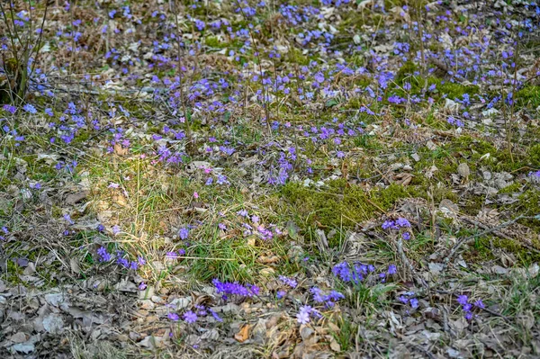 Anémone bleue en fleurs à Kumla Suède — Photo