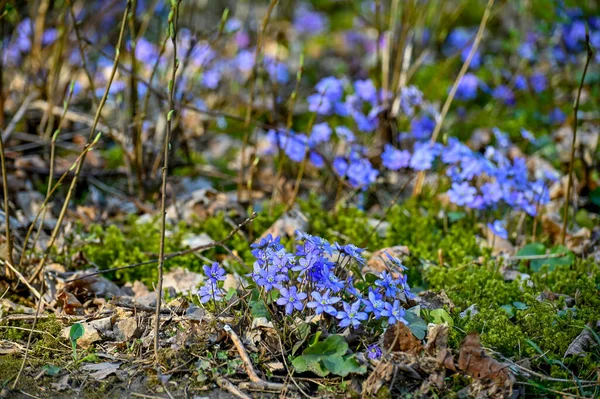 Anémona azul en flor en Kumla Suecia — Foto de Stock