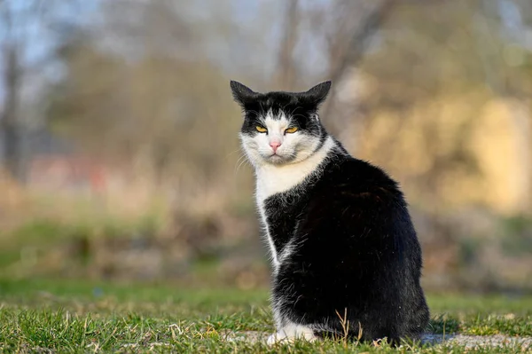 気分のいい猫が芝生の上に座って怒っている — ストック写真