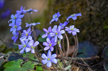 İsveç Kumla 'da mavi şakayık çiçek açtı