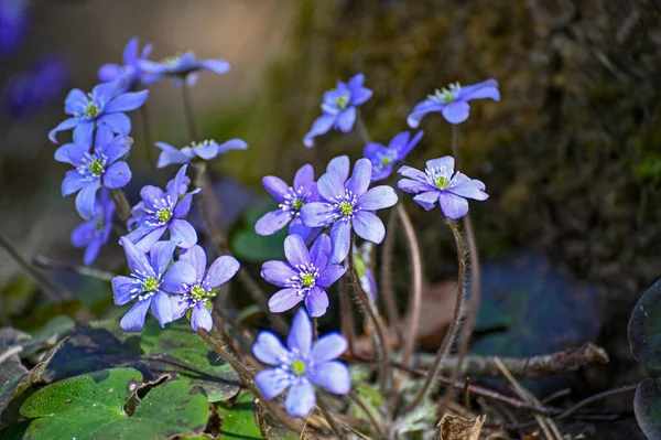 İsveç Kumla 'da mavi şakayık çiçek açtı
