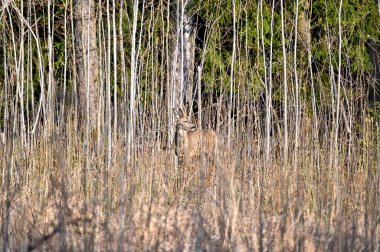 İlkbahar ormanında gizlenmiş yumurta geyiği.