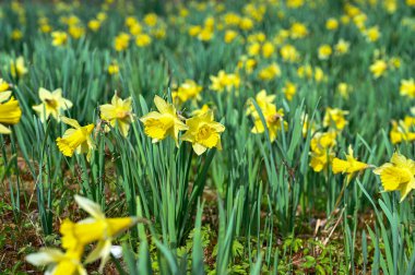 Bahçede bir sürü sarı nergis