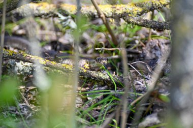 Küçük çim yılanı Mayıs 'ta güneşli, sıcak bir gün