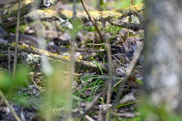 Pequena cobra grama um dia quente ensolarado em maio — Fotografia de Stock