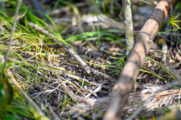 Pequena cobra grama um dia quente ensolarado em maio — Fotografia de Stock