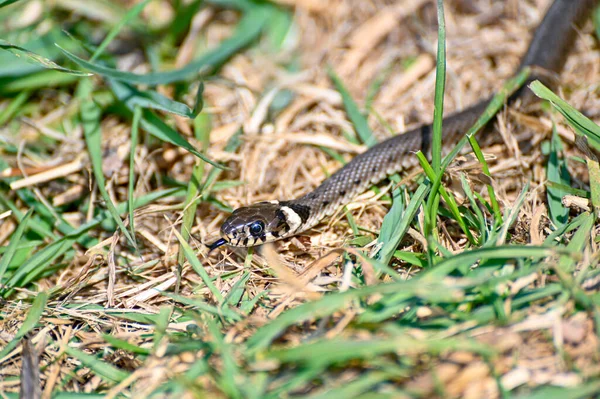 小さな草のヘビ5月の晴れた暖かい日 — ストック写真