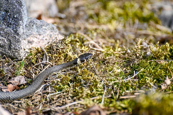 Malý tráva had slunný teplý den v květnu — Stock fotografie