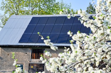 solar panels on barn roof behind plum tree clipart