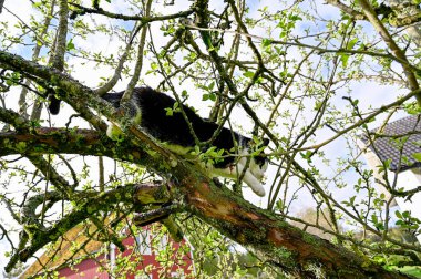 Siyah beyaz kedi elma ağacına tırmanıyor.
