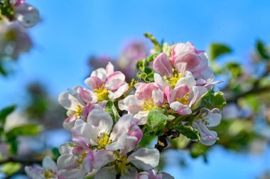 apple tree with pink and white flowers