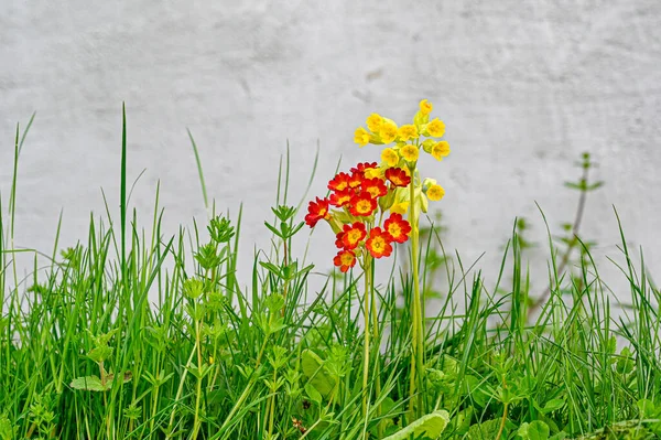 Cowslip flowers in lawn Hallabrottet Kumla Sweden — Stock Photo, Image