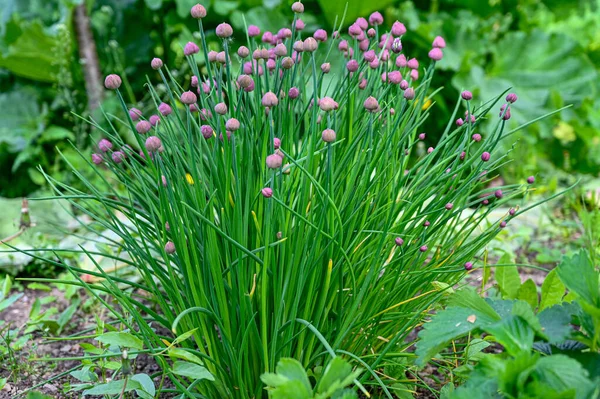Erba cipollina che cresce in un giardino in Svezia — Foto Stock