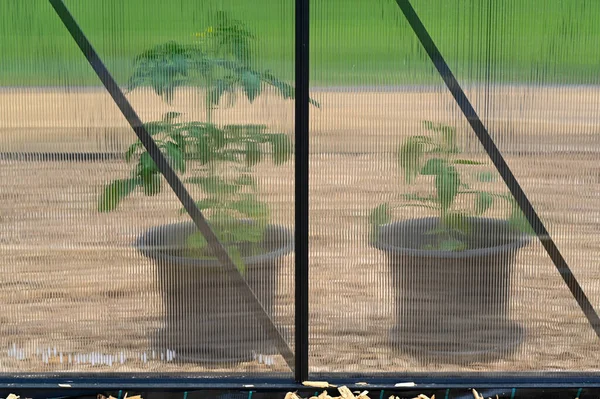 Due piante in vasi di plastica in serra — Foto Stock