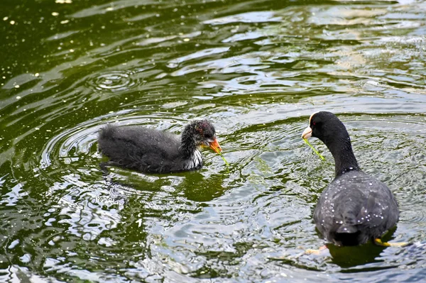 Erwachsene und junge Blässhühner im Seepark — Stockfoto