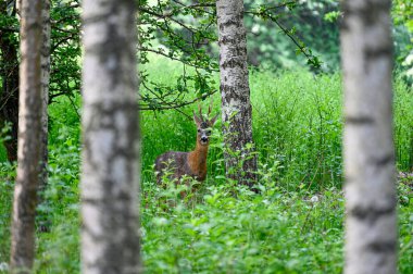Yumurta geyiği huş ağaçlarının arkasından dışarı bakıyor