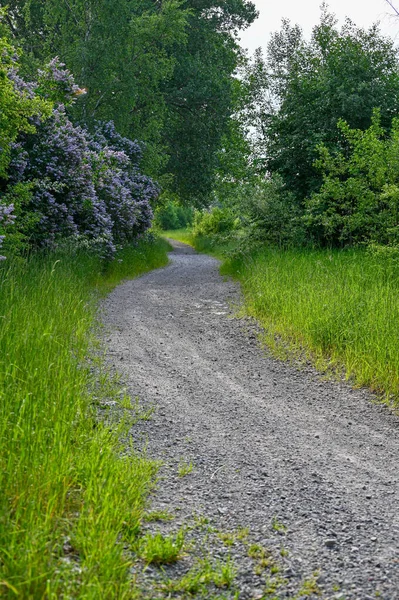 Camino estrecho de grava a través de arbustos verdes y bosques — Foto de Stock