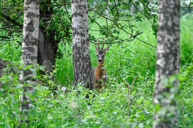 Yumurta geyiği huş ağaçlarının arkasından dışarı bakıyor