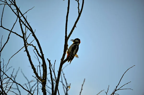 Grande pica-pau manchado em silhueta no alto da árvore — Fotografia de Stock