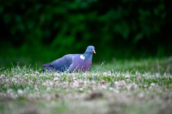 Gołąb drzewny spacerujący po trawniku szukający pożywienia — Zdjęcie stockowe