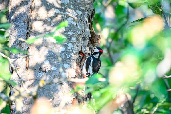 Büyük benekli ağaçkakan erkek yuvada genç besleniyor.