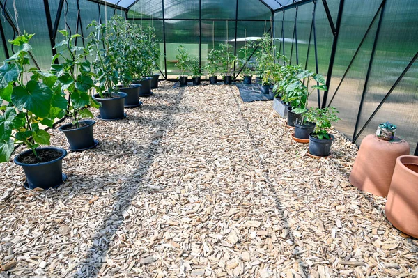 Pots avec plants de tomates dans une grande serre — Photo