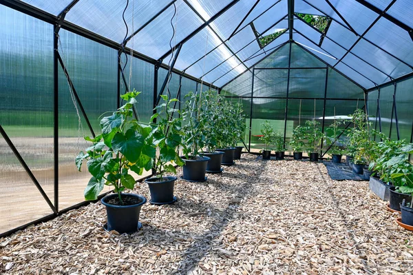 Hrnce s rajčaty ve velkém skleníku — Stock fotografie