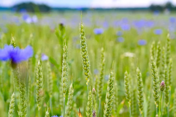 Pšenice a chrpy na zemědělském poli — Stock fotografie