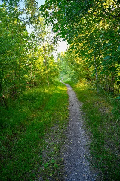 Sendero estrecho a través del bosque verde en el amanecer — Foto de Stock