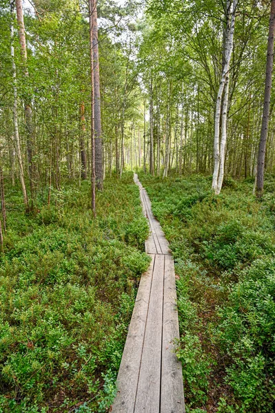 Yeşil ormandaki yaya köprüsünün arka planı ve gölgeleri