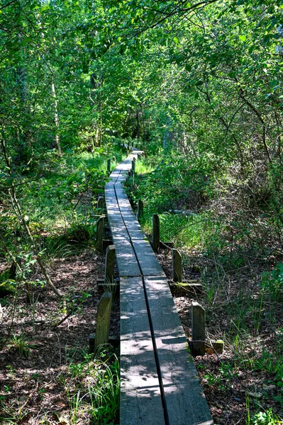 Jembatan melalui hutan hijau dengan cahaya latar dan bayangan — Stok Foto