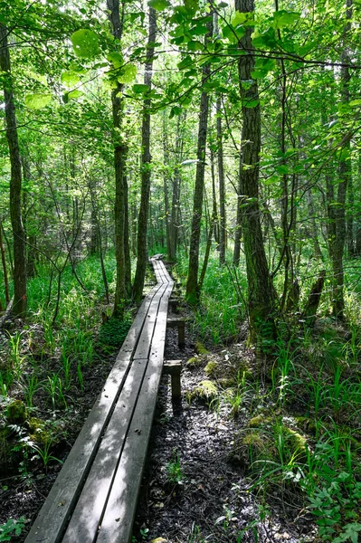 Pasarela a través del bosque verde con contraluz y sombras — Foto de Stock