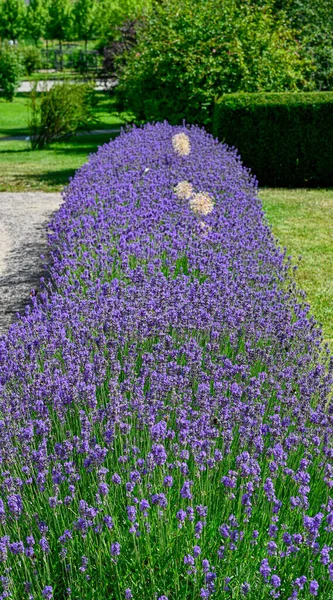 Motýl v lavendelových květinách v botanické zahradě — Stock fotografie