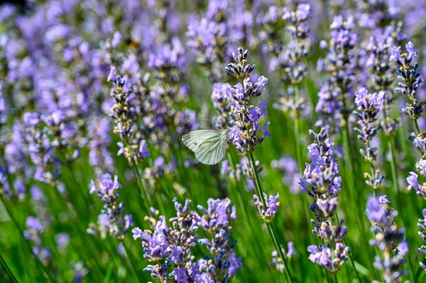 Motýl v lavendelových květinách v botanické zahradě — Stock fotografie