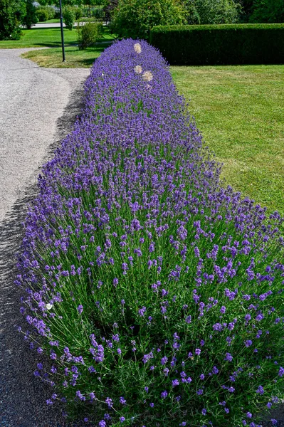 Motýl v lavendelových květinách v botanické zahradě — Stock fotografie