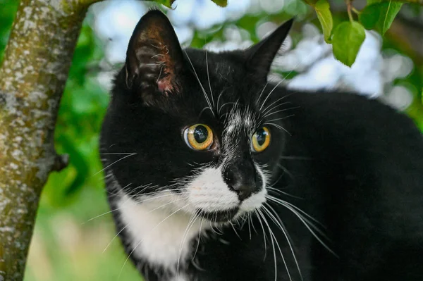 木の下に座っている黒と白の国内猫 — ストック写真